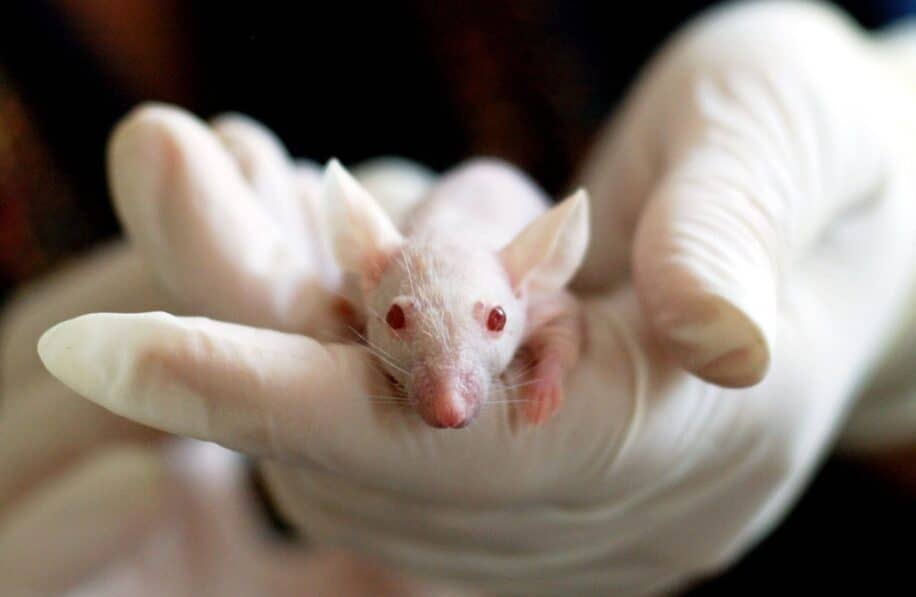 scientifiques ont fait developper souris issues deux peres couv