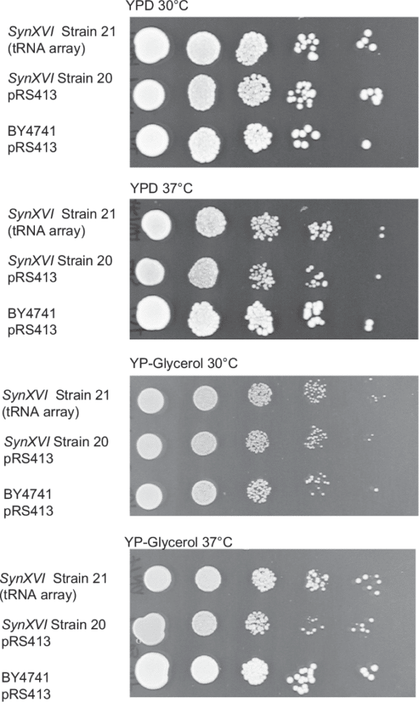 Croissance chromosome SynXVI