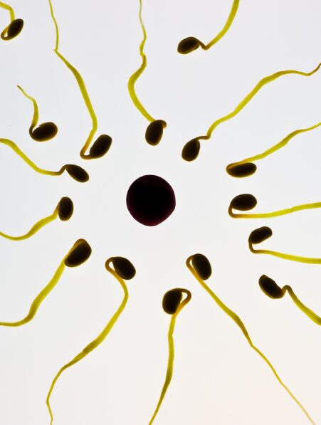 Les hommes peuvent adapter leur fertilité en fonction de la concurrence selon une étude