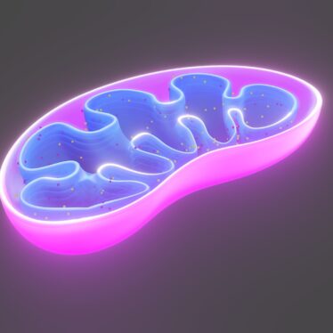 Mitochondries et diabète de type 2 des chercheurs découvrent une piste révolutionnaire pour inverser la maladie