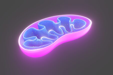 Mitochondries et diabète de type 2 des chercheurs découvrent une piste révolutionnaire pour inverser la maladie