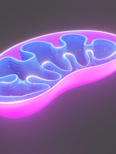 Mitochondries et diabète de type 2 des chercheurs découvrent une piste révolutionnaire pour inverser la maladie