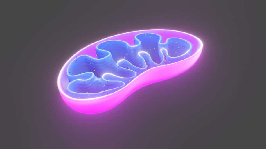 Mitochondries et diabète de type 2 des chercheurs découvrent une piste révolutionnaire pour inverser la maladie