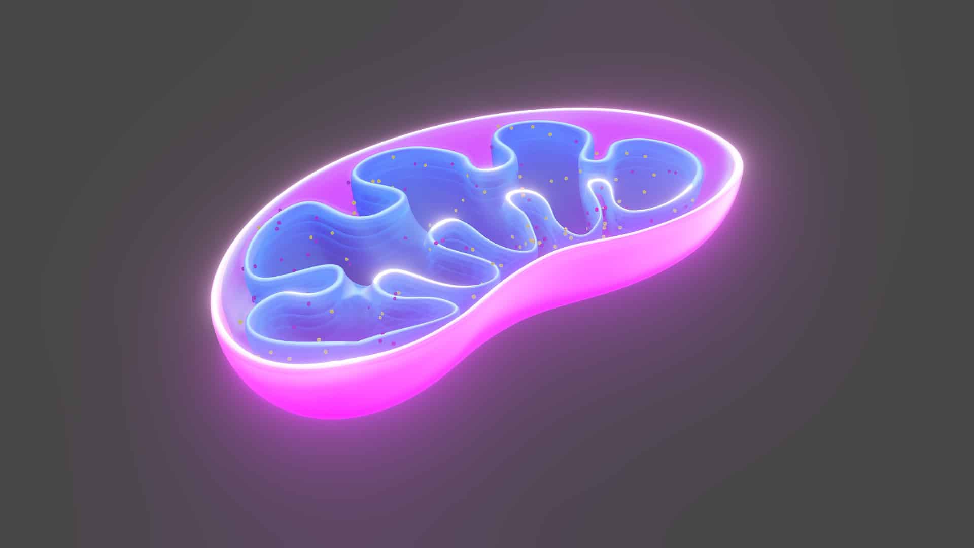 Diabète de type 2 : une découverte sur les mitochondries ouvre la voie à une possible réversion de la maladie