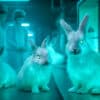 bientot lapins fluorescents vente start up mise animaux genetiquement modifies couv