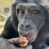 bonobos ignorance information