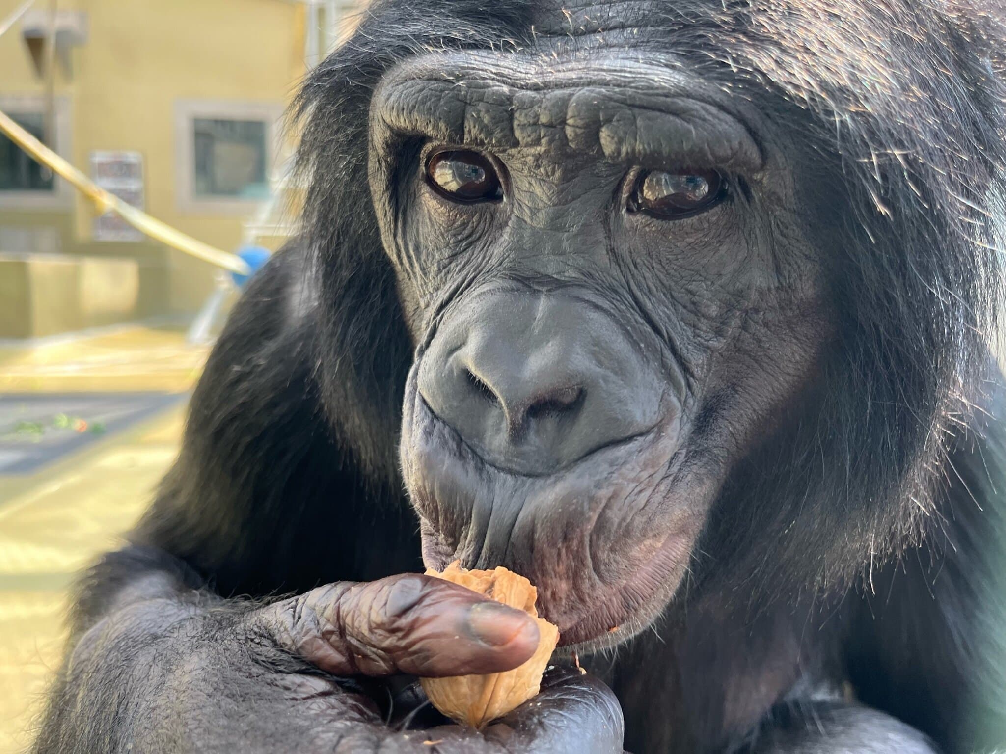 Découverte : les singes savent quand nous ignorons quelque chose… et nous le font savoir !