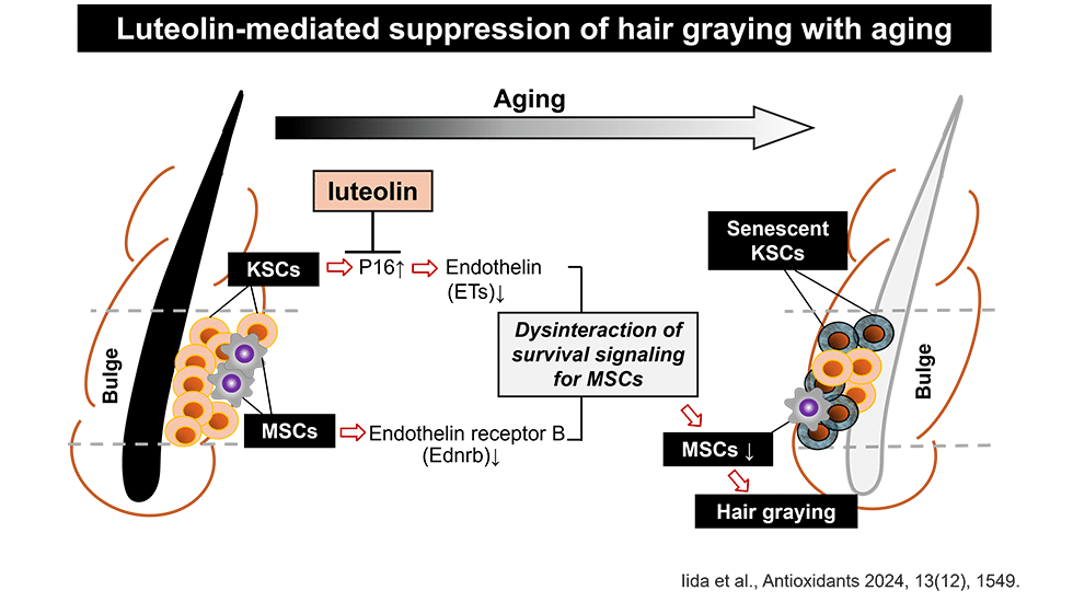 cheveux gris antioxydants