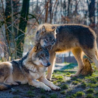 loups auto domestiques humain