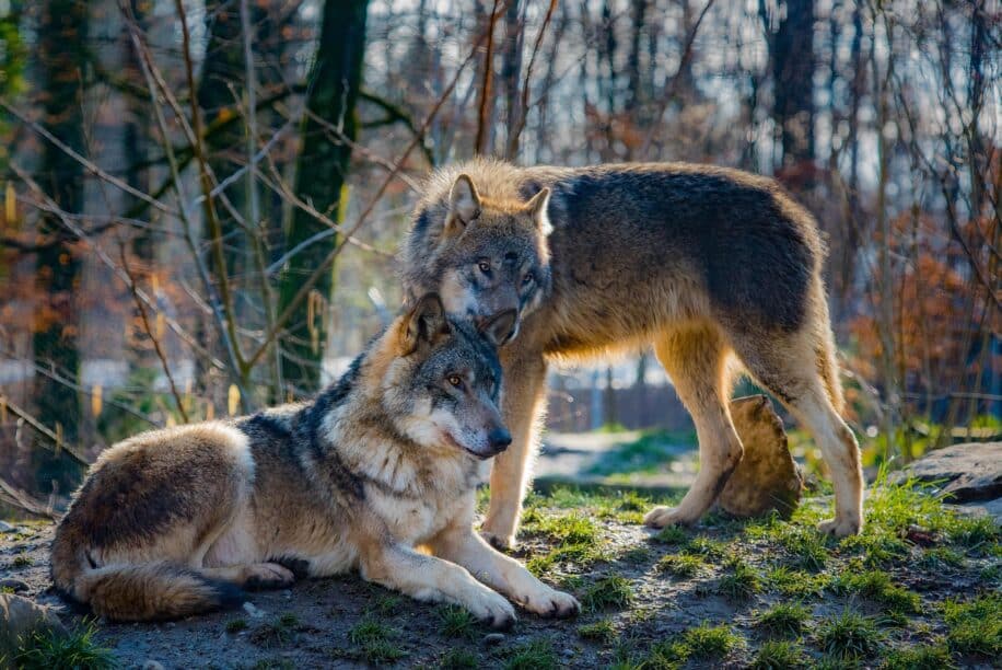 loups auto domestiques humain