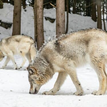 reintroduction loups yellowstone ecosysteme