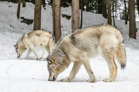 reintroduction loups yellowstone ecosysteme