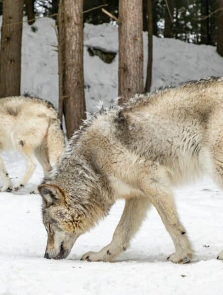 reintroduction loups yellowstone ecosysteme