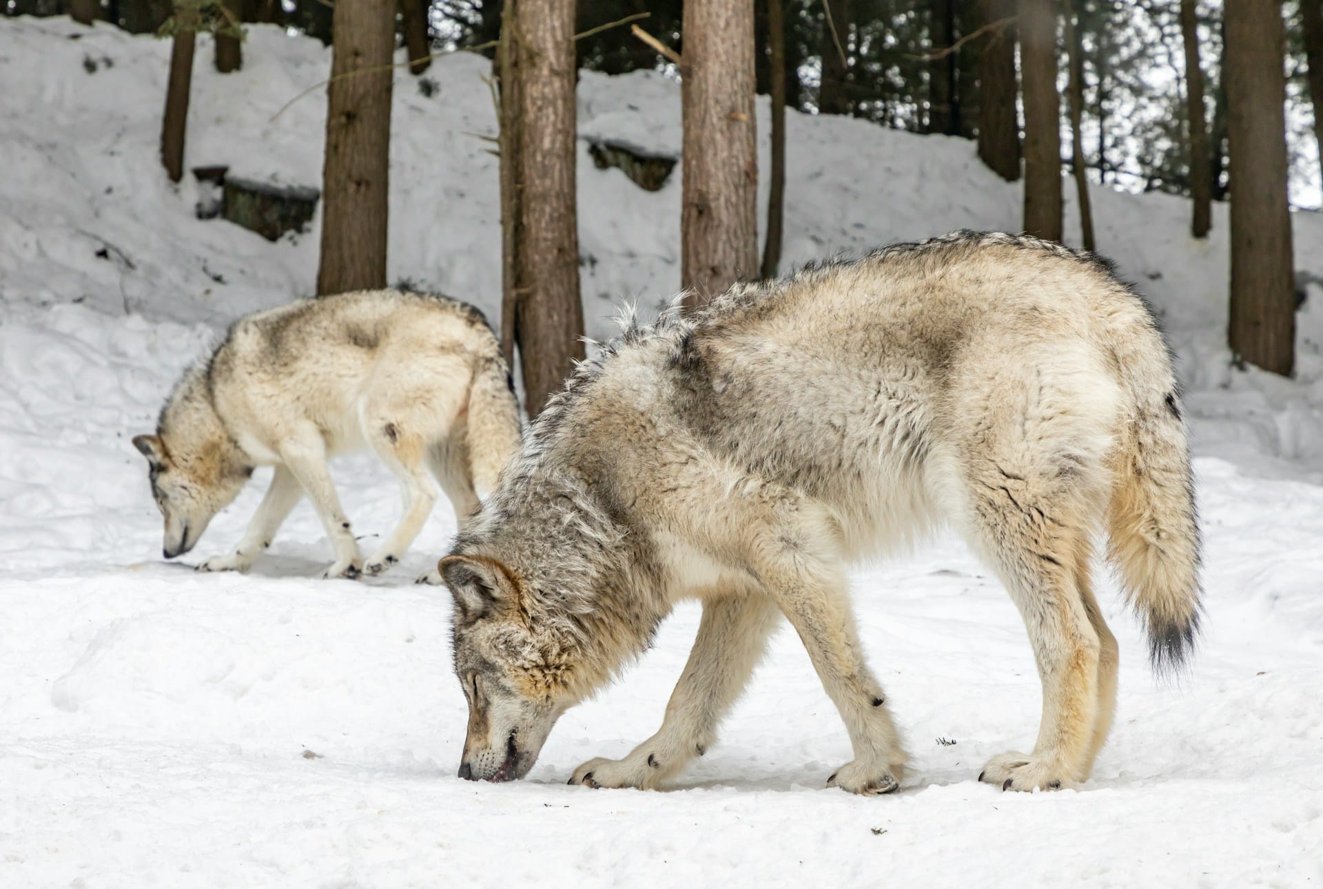 La réintroduction des loups rétablit l’écosystème de Yellowstone de façon spectaculaire