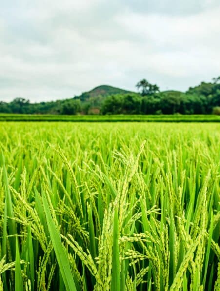 riz 70 methane rendement