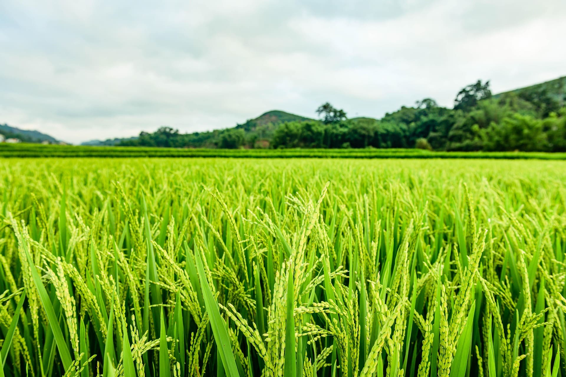 Un riz plus écologique ? Cette nouvelle variété réduit les émissions de méthane de 70 %