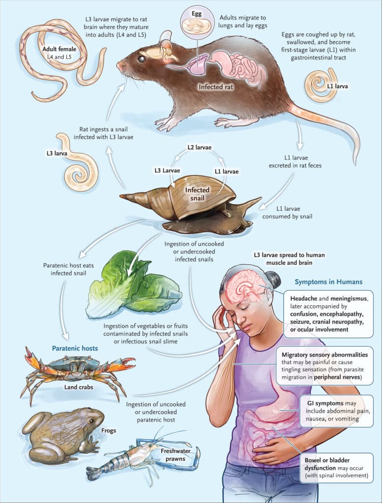 ver pulmonaire rat