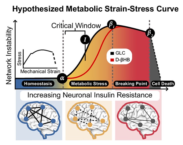 Graphe représentant la réaction des neurones au stress