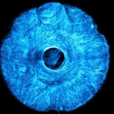 Le MIT promet de révolutionner la robotique en mettant au point des muscles artificiels inspirés de l’iris humain