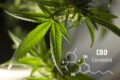 cannabidiol cbd formes