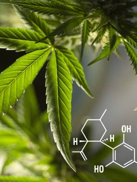 cannabidiol cbd formes