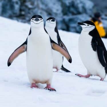 grippe aviaire oiseau marins atarctique