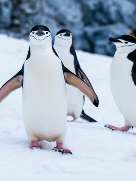 grippe aviaire oiseau marins atarctique