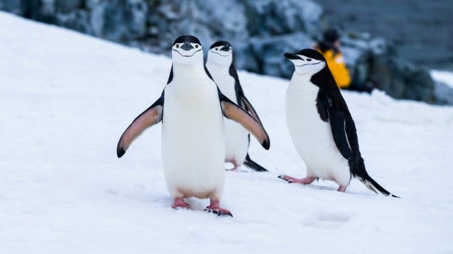 grippe aviaire oiseau marins atarctique