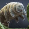 proteines tardigrades proteger patients radiotherapie astronautes contre radiations spatiales couv