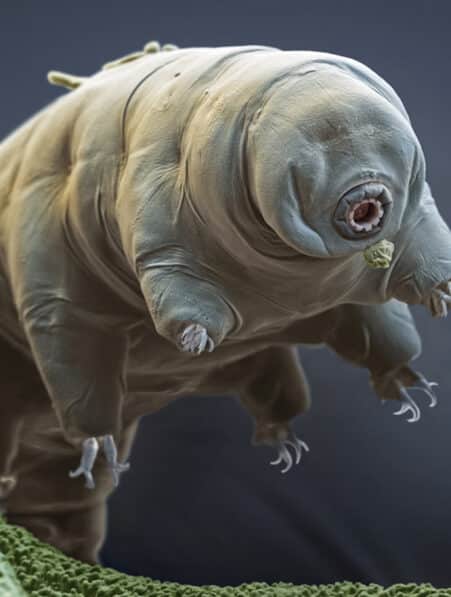 proteines tardigrades proteger patients radiotherapie astronautes contre radiations spatiales couv