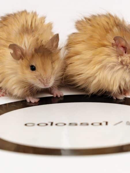 souris laineuses mammouth laineux