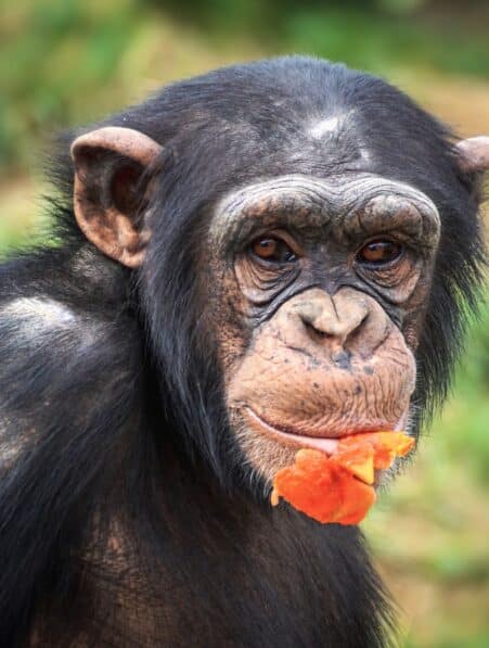 Des chimpanzés sauvages créent des liens sociaux autour de fruits alcoolisés