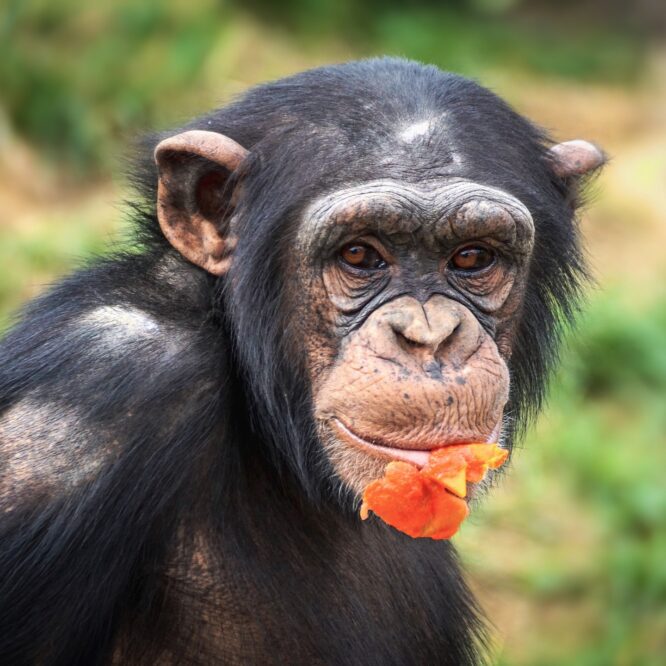Des chimpanzés sauvages créent des liens sociaux autour de fruits alcoolisés