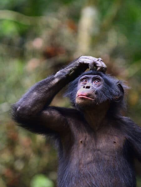 Les bonobos communiquent en phrases suggère une étude