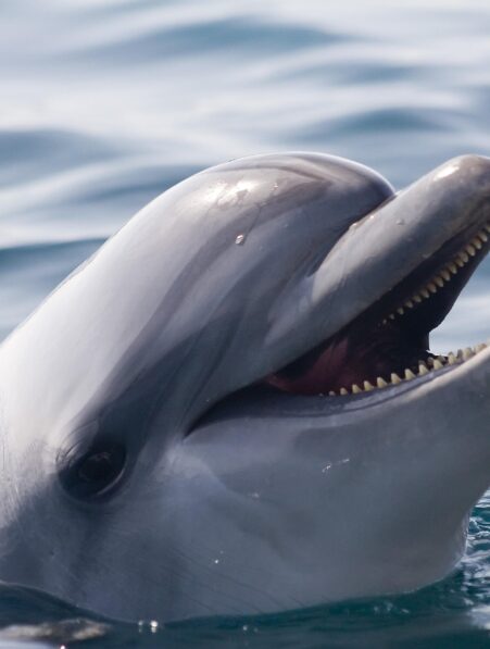 L'intelligence artificielle de Google décode le langage des dauphins