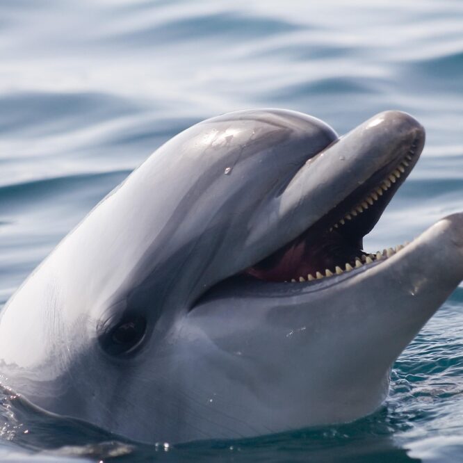 L'intelligence artificielle de Google décode le langage des dauphins