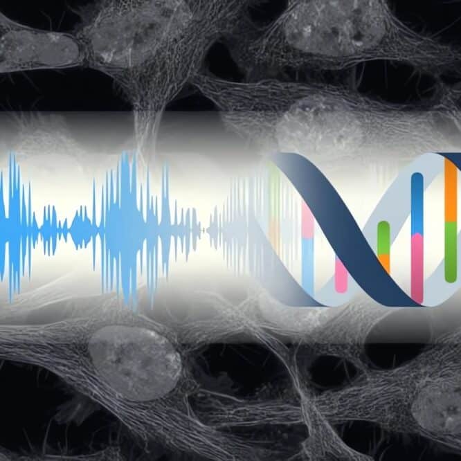 Une étude révèle la sensibilité des cellules aux stimuli sonores