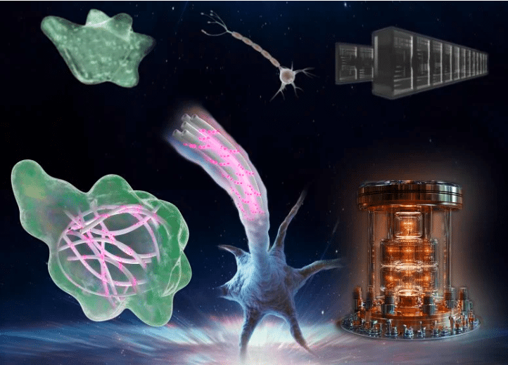 effets quantiques biologiques