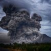 arbres eruptions volcans