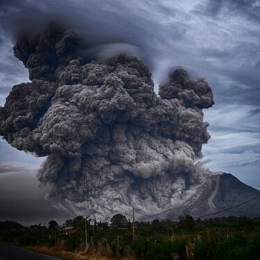 arbres eruptions volcans