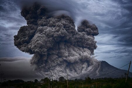 arbres eruptions volcans
