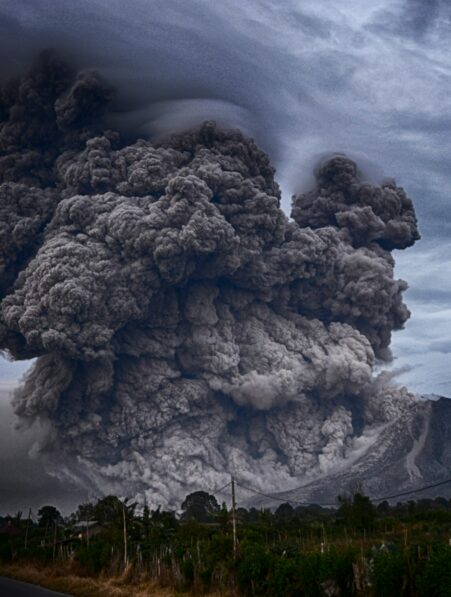 arbres eruptions volcans