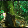 capucins enlever singes hurleurs couv
