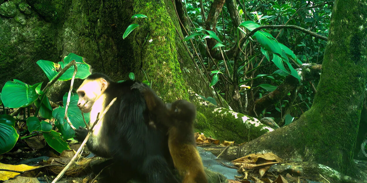 capucins enlever singes hurleurs couv
