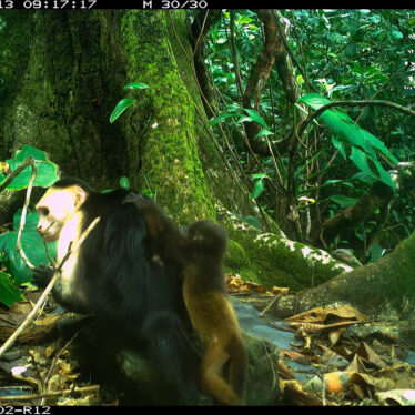 capucins enlever singes hurleurs couv