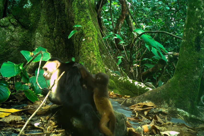 capucins enlever singes hurleurs couv