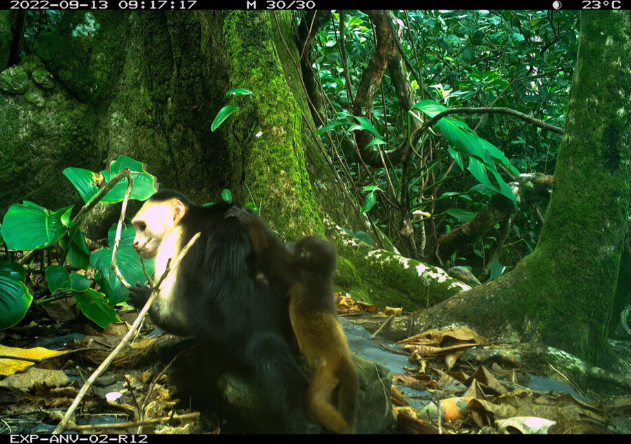 capucins enlever singes hurleurs couv