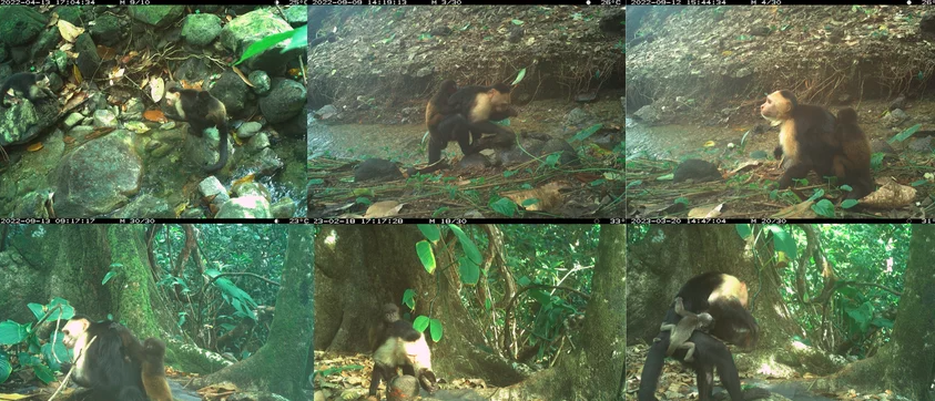 capucins singes hurleurs