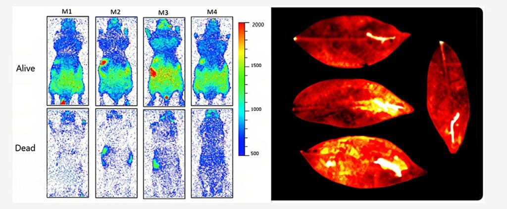 emission photons ultrafaibles