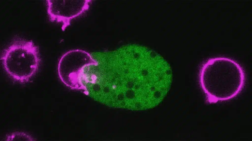 entamoeba histolytica